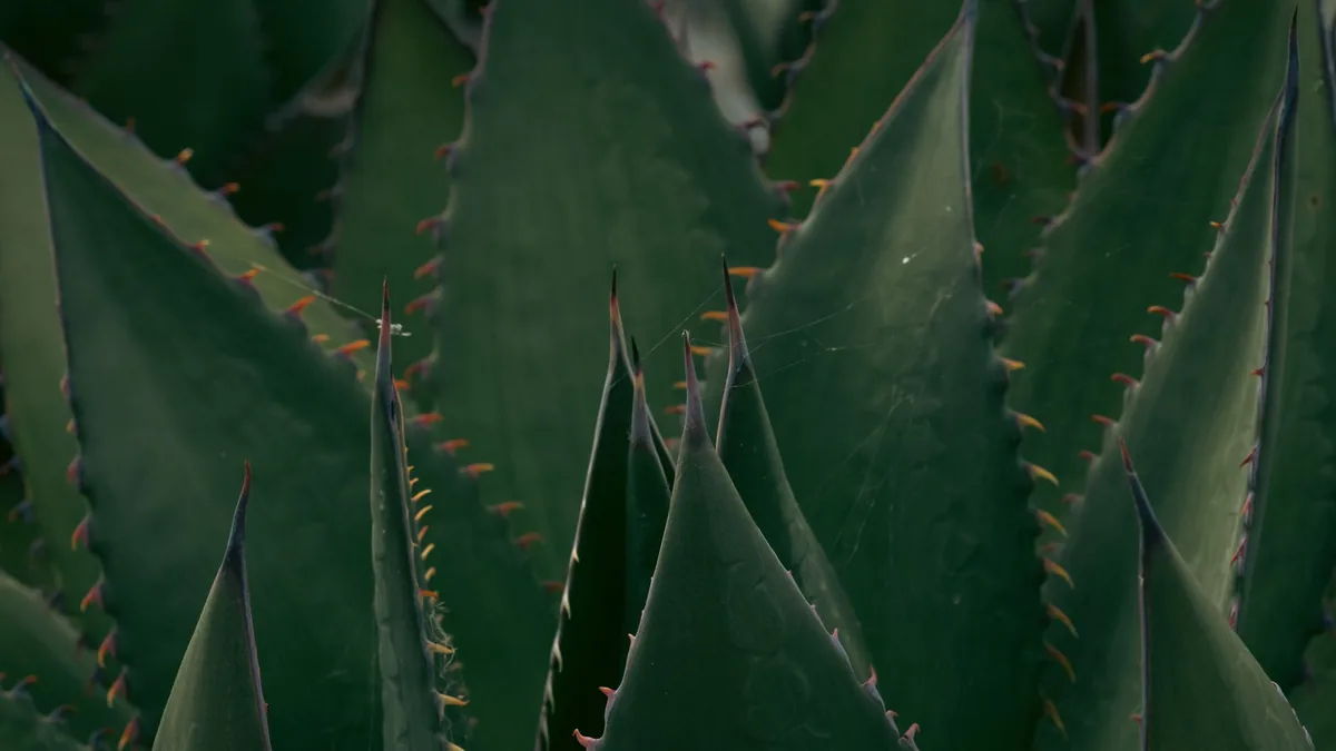 Detailed view of sharp green succulent leaves, showcasing natural patterns and textures.