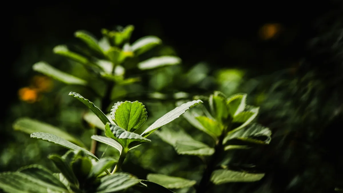 Red Boost Ingredient Breakdown for Men's Health