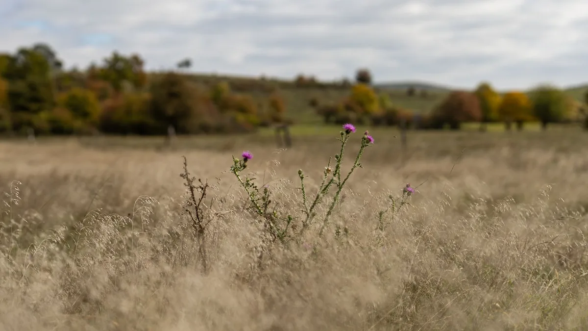Blurred foreground wildflowers in a serene autumnal field with hills beyond.