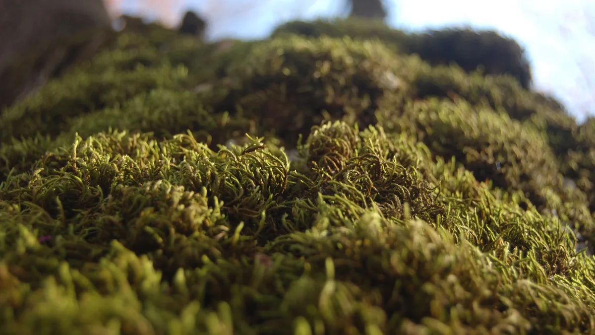 Explore the intricate details of green moss on a tree trunk with a close-up macro shot.